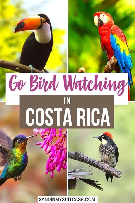 Most Beautiful Birds In Costa Rica Guide Photos Sand In My