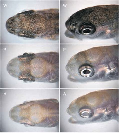 Forms Of Skin And Eye Color In Rainbow Trout Alevins W Wild Skin