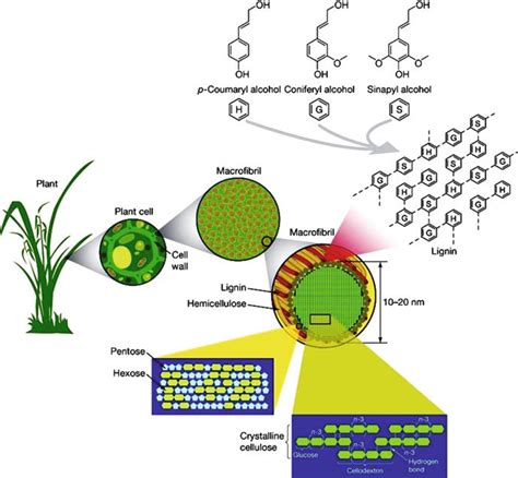 3 Structure Of Lignocellulose Biomass Source Rubin 2008 Download Scientific Diagram