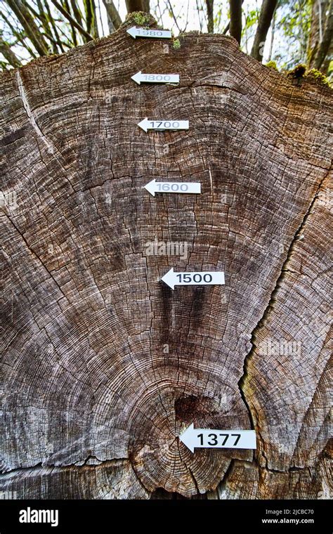 Tree Rings Show History