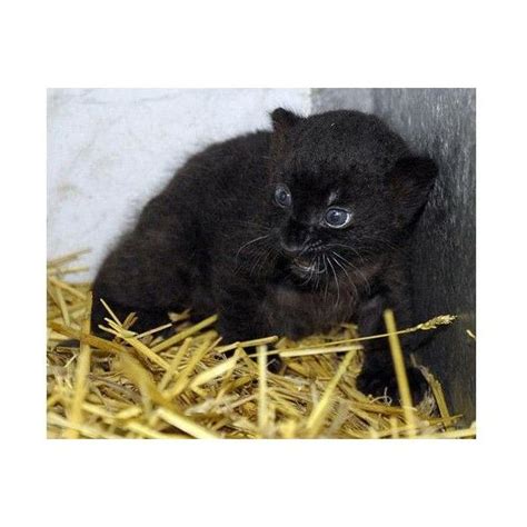 0 Panther Cub, Natural Homes, Wildlife Sanctuary, Panthera, Pictures Of The Week, Felidae ...