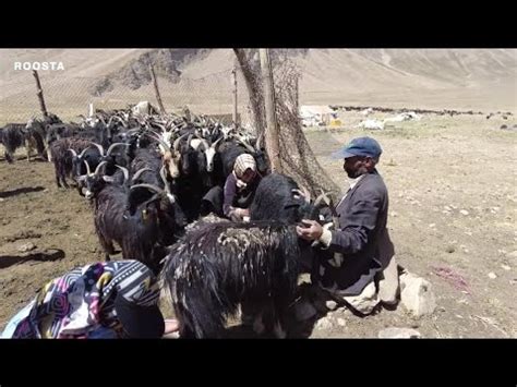 Goat Milking By A Nomadic Woman YouTube