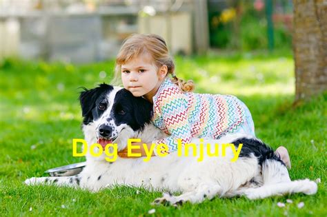 Dog Eye Injury: Things you Ought to Know - Emergency Animal Care Braselton