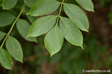 Know Your Ash From Your Elbow How To Identify An Ash Tree