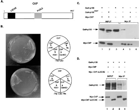 Figure From A Mechanism For Rb P Mediated Transcription Repression