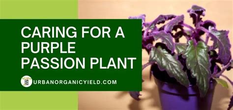 How To Grow Purple Passion Plant | UrbanOrganicYield.com