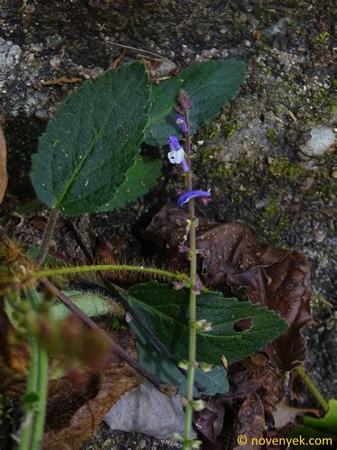 Image Collection Of Wild Vascular Plants Scutellaria Discolor