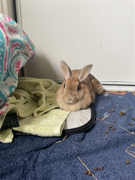 My rabbit has been getting more defensive towards me ever since