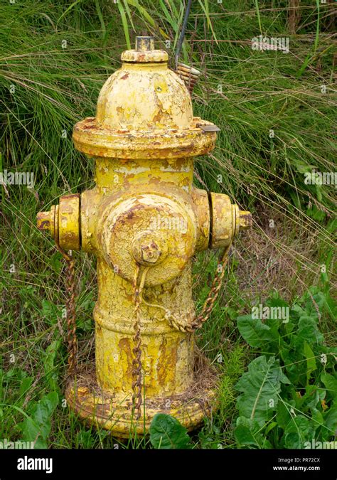 Yellow Fire Hydrant Stock Photo Alamy