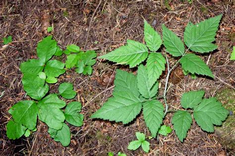 Poison Oak Pictures to Help You ID This Plant