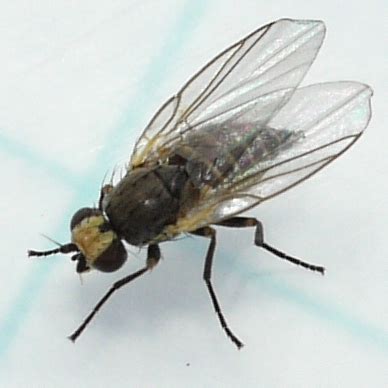 Fly Phytomyza BugGuide Net