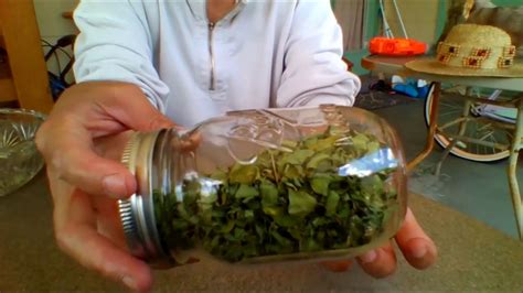 A Simple Method Of Drying Moringa Leaves Youtube