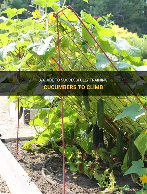 A Guide To Successfully Training Cucumbers To Climb Shuncy