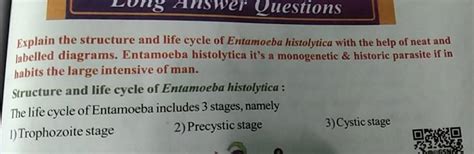 Explain The Structure And Life Cycle Of Entamoeba Histolytica With The He