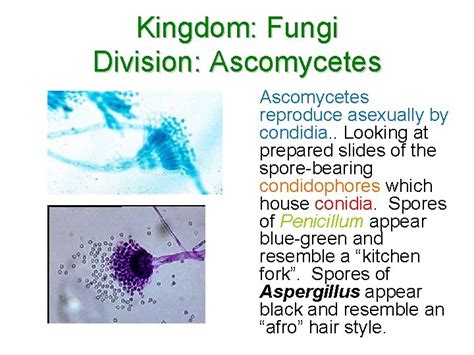 Fungi Classification 1 2 3 General Characteristics And