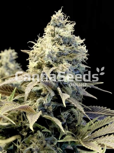 Northern Light Autoflower Seeds Canna Seeds Online