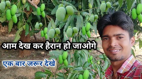 Full Of Mango Mango Tree Aam Ka Ped Green Mango And Ripe Mango