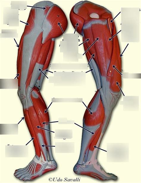 Upper Thigh Diagram | Quizlet