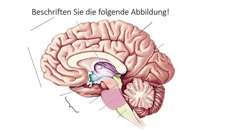 Schaubild Gehirn Anatomie Quizlet