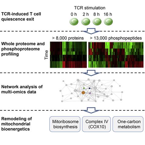 Integrative Proteomics And Phosphoproteomics Profiling Reveals Dynamic