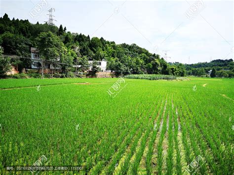 水稻田农作物植物花草摄影素材汇图网