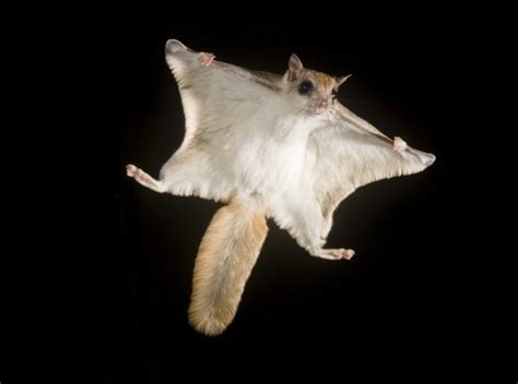 Cute Southern Flying Squirrel