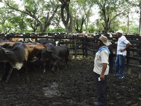 Más de 1000 cabezas de ganado han muerto a causa de la sequía en el Huila