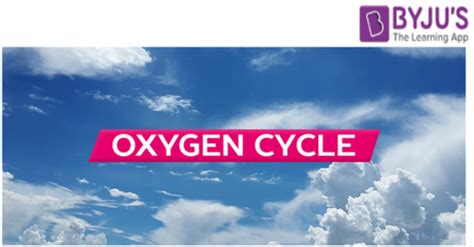 Oxygen Cycle Meaning Steps And Diagram With Images And Faqs