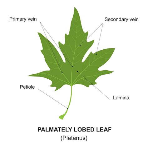 Premium Vector | Simple leaf diagram simple leaf example palmately ...