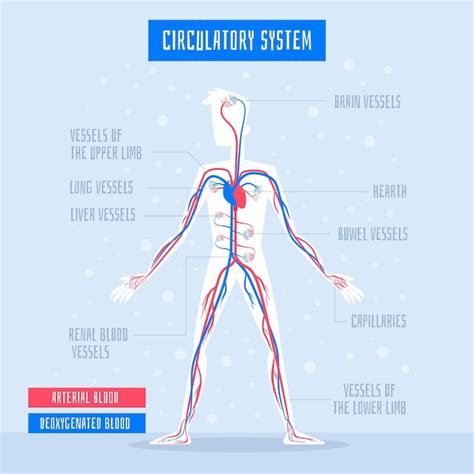 Infografia Del Sistema Circulatorio En Diseno Plano Vector Gratis Images