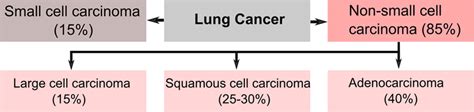 Incidence Of The Histological Subtypes Of Lung Cancer Lung Cancer Is