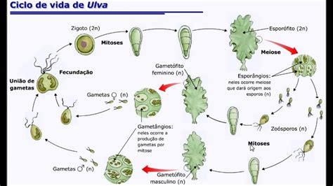 Ульва (много фото) - treepics.ru