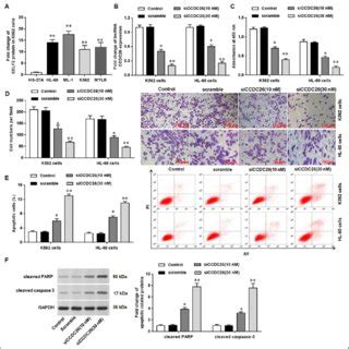 Knockdown Of LncRNA CCDC26 Reduced Myeloid Leukemia Cell Proliferation