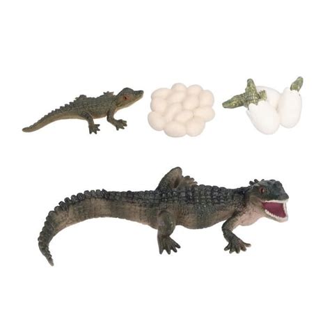 Drfeify Modèle de cycle de croissance de crocodiles Simulation Animal