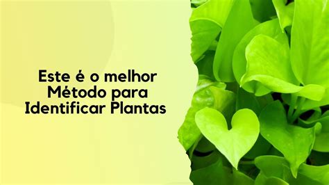 Este É O Melhor MÉtodo Para IdentificaÇÃo De Plantas Youtube