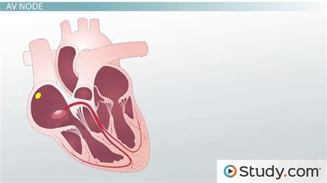 Stages Of Cardiac Cycle