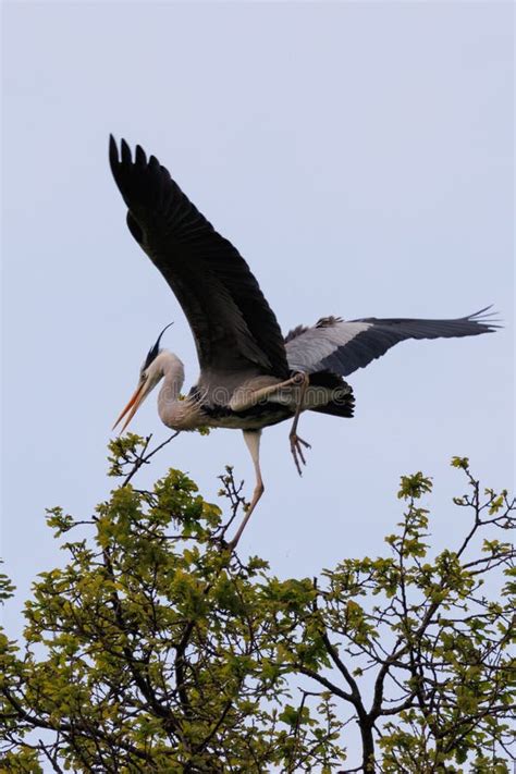 Majestic Grey Heron Landing On A Green Tree Branch Stock Image Image