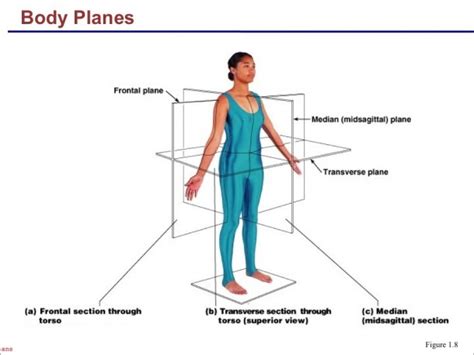 Body Planes Diagram