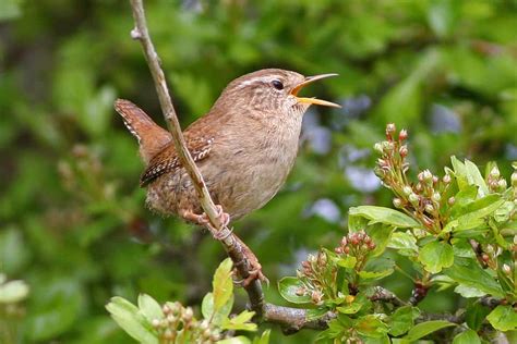 Winter Wren – Our Changing Seasons