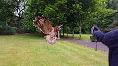 Half Day Falconry Experience Elite Falconry