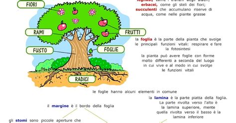 Paradiso Delle Mappe Il Regno Delle Piante