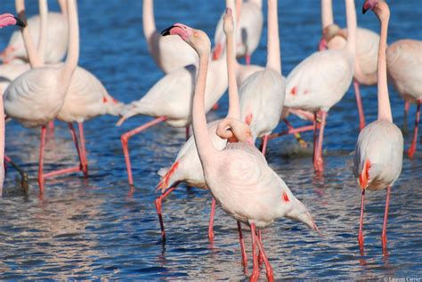 Flamant Rose Phoenicopterus Roseus Laurent Carrier Ornithologie