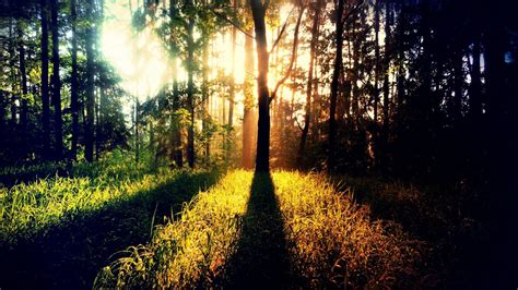 Wallpaper Sunlight Landscape Nature Grass Sky Branch Yellow