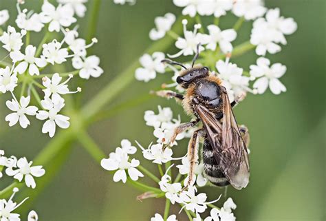 Réf 233233 INSECTA Hymenoptera Halictidae Lasioglossum