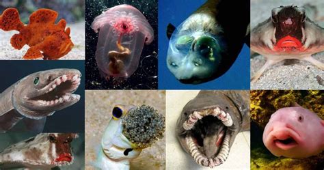 Top 10 Weird Sea Creatures beyond Your Imagination - Odd Facts