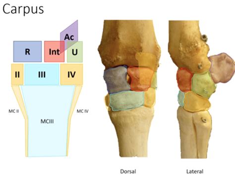 Equine Locomotor And Anatomy Flashcards Quizlet