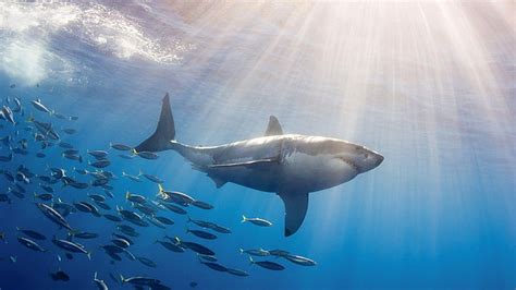 Hd Wallpaper Shark Great White Shark Ocean Underwater Wildlife