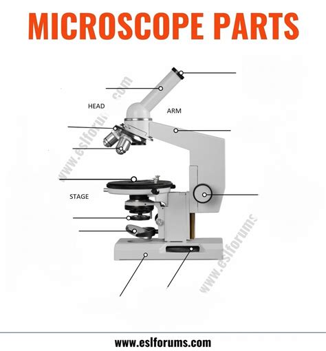 Microscope Parts Diagram | Quizlet