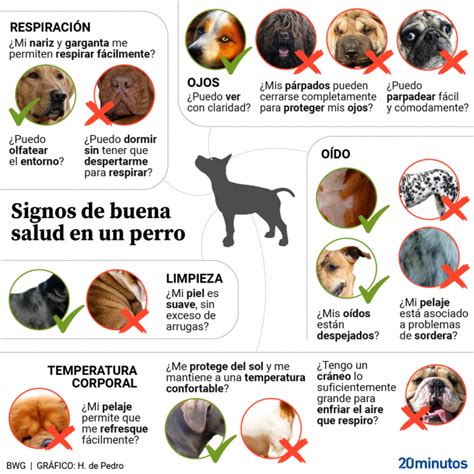 Qu Hace A Un Perro Ser Sano Por Naturaleza Estos Son Los Signos Que