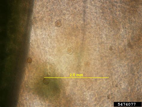 Pythium Root And Stem Rot Pythium Ultimum